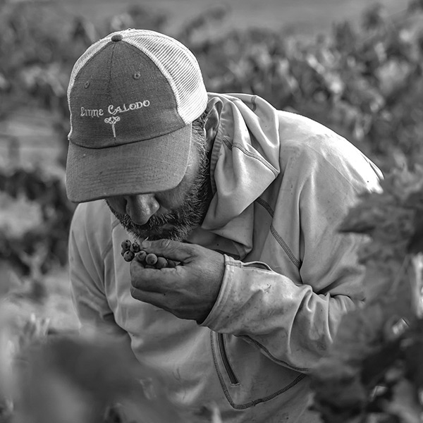 Matt in Vineyard